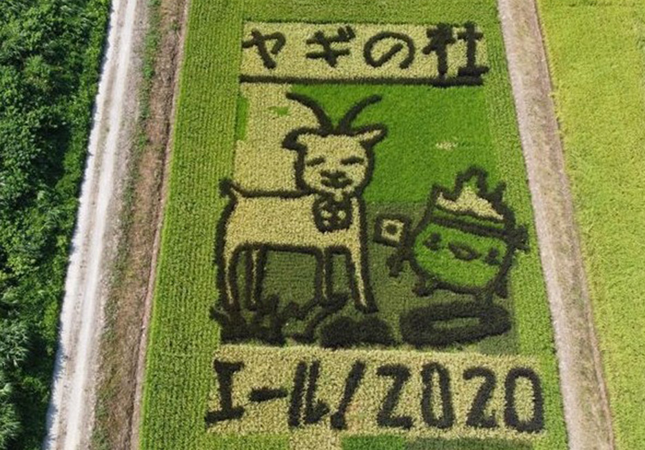 2020年第11回稲作アート